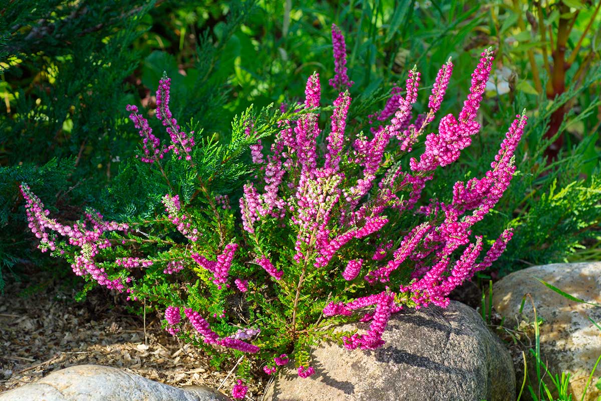 Aiuole invernali colorate: i fiori che resistono al freddo