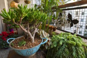 Albero di giada sul balcone: i gesti che lo proteggono dal freddo di fine novembre