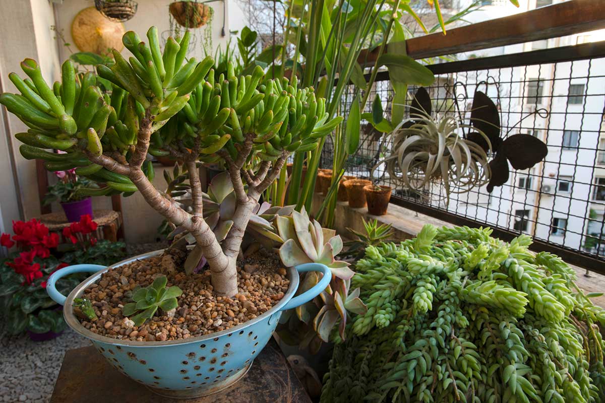 Albero di giada sul balcone: i gesti che lo proteggono dal freddo di fine novembre