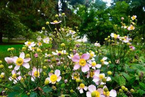 Anemoni e cosmee autunnali: i protagonisti delle aiuole più belle della stagione