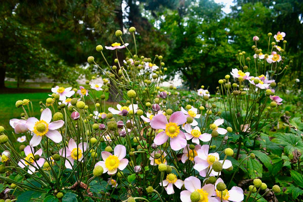 Anemoni e cosmee autunnali: i protagonisti delle aiuole più belle della stagione