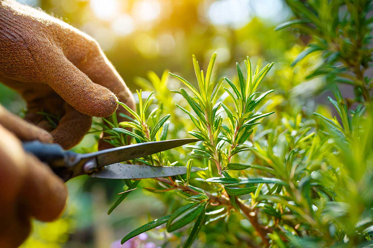 Aromatiche perenni o annuali: come cambia davvero la potatura