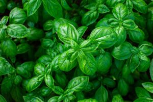 Basilico: i trucchi per farlo sopravvivere anche in pieno inverno