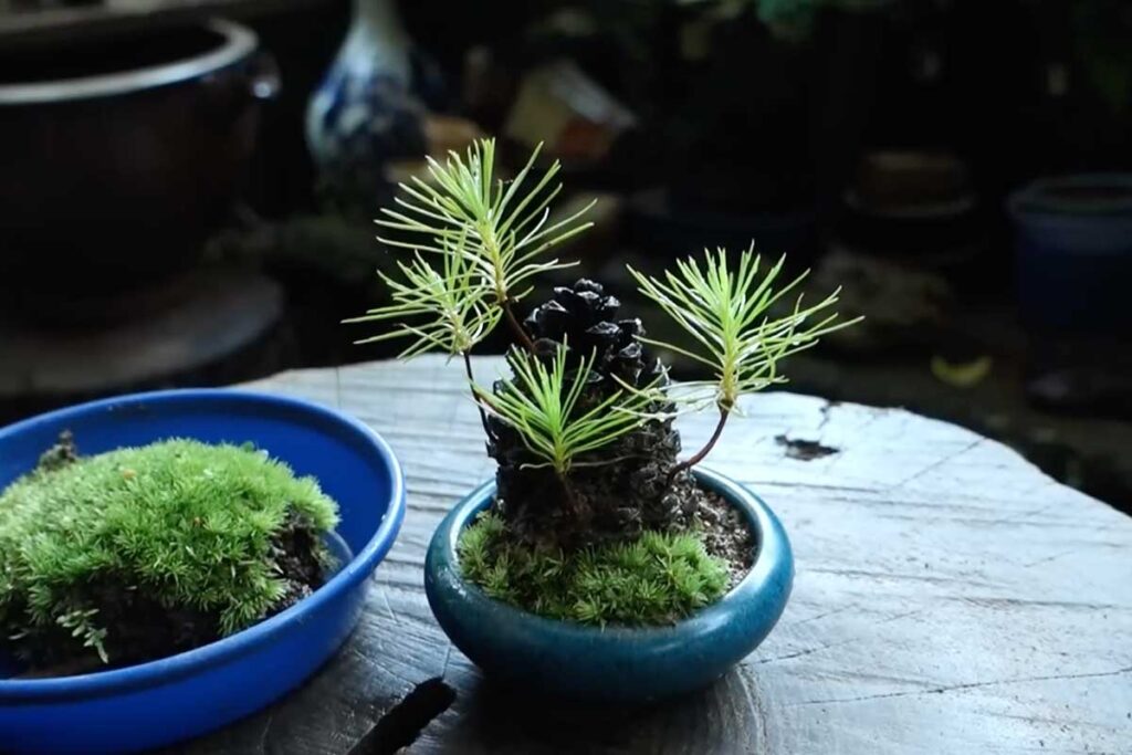 Come far germogliare un pino in casa: il gesto autunnale che sorprende grandi e bambini