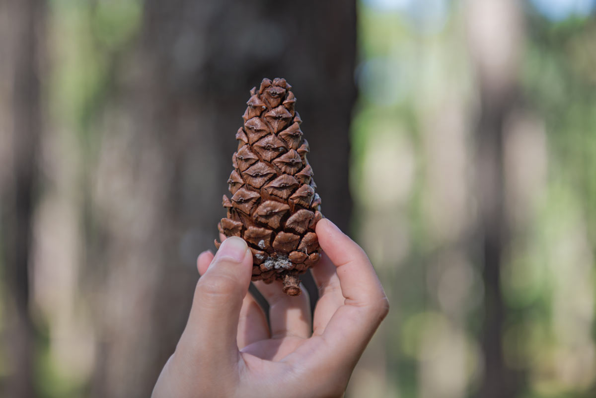 Scegliere e preparare la pigna per il germoglio.