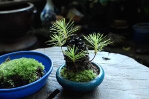 Come far germogliare un pino in casa: il gesto autunnale che sorprende grandi e bambini