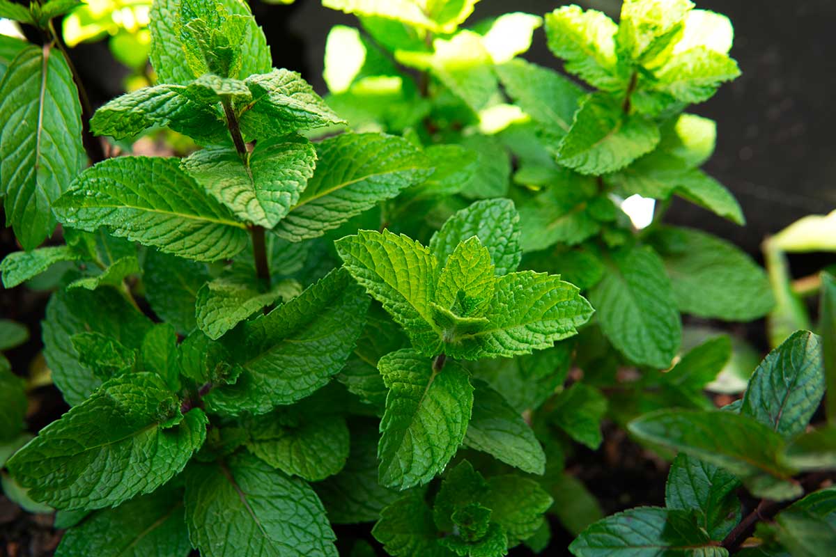 Come potare la menta: il trucco semplice che la rende più folta
