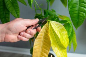 Come potare la Pachira in inverno: il gesto che la farà rinascere