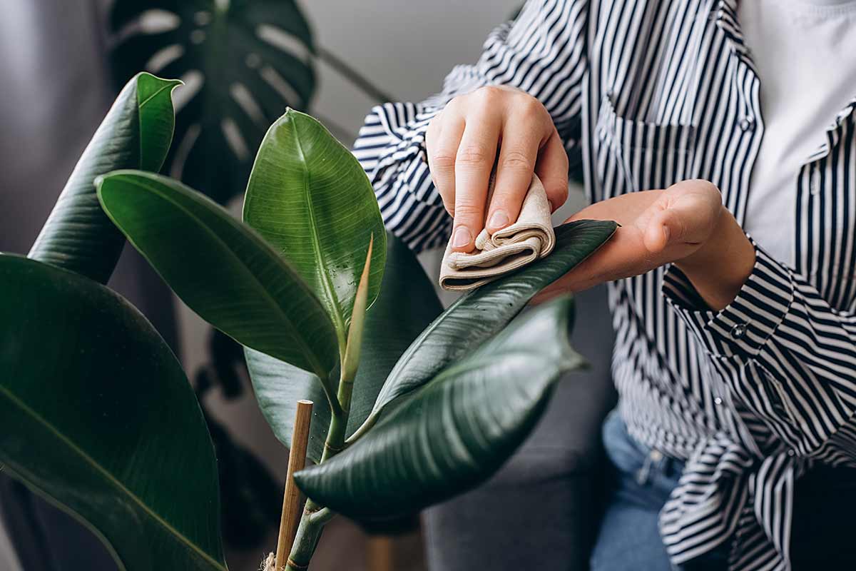 Ficus, Monstera, Spatifillo: come pulire le foglie in modo naturale e farle brillare