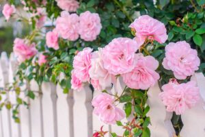Concimare le rose in autunno con rimedi naturali