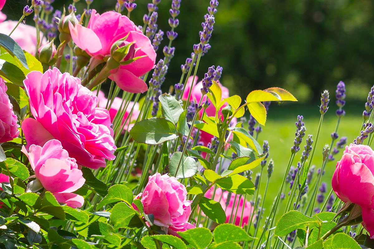Giardino d’inverno: cosa piantare accanto alle rose per un effetto armonioso