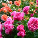 La cura delle rose in autunno: i gesti fondamentali prima del freddo