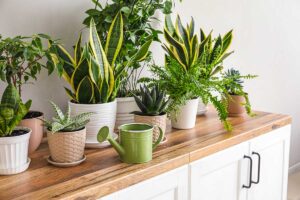 Cura delle piante d’appartamento: cosa cambia con il freddo