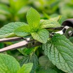 Le 6 erbe aromatiche da potare entro fine novembre (e come farlo bene)