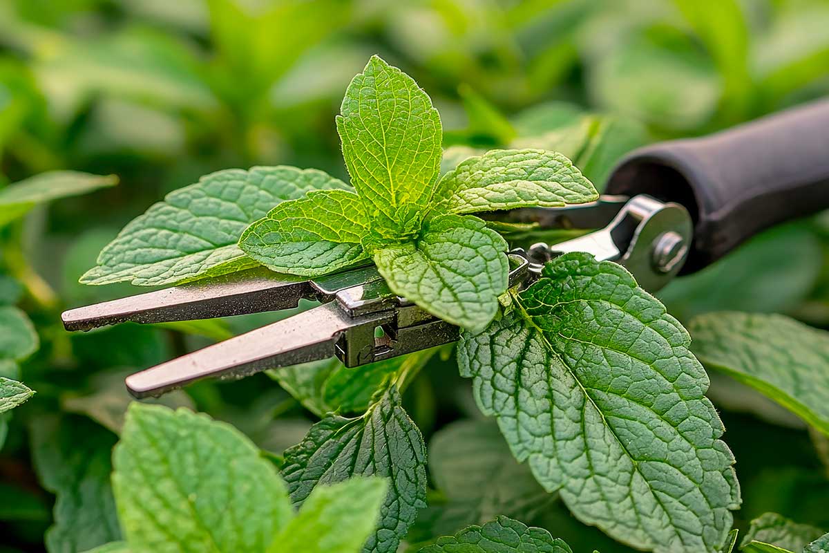 Le 6 erbe aromatiche da potare entro fine novembre (e come farlo bene)