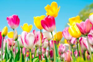 errori da evitare con le piante in autunno