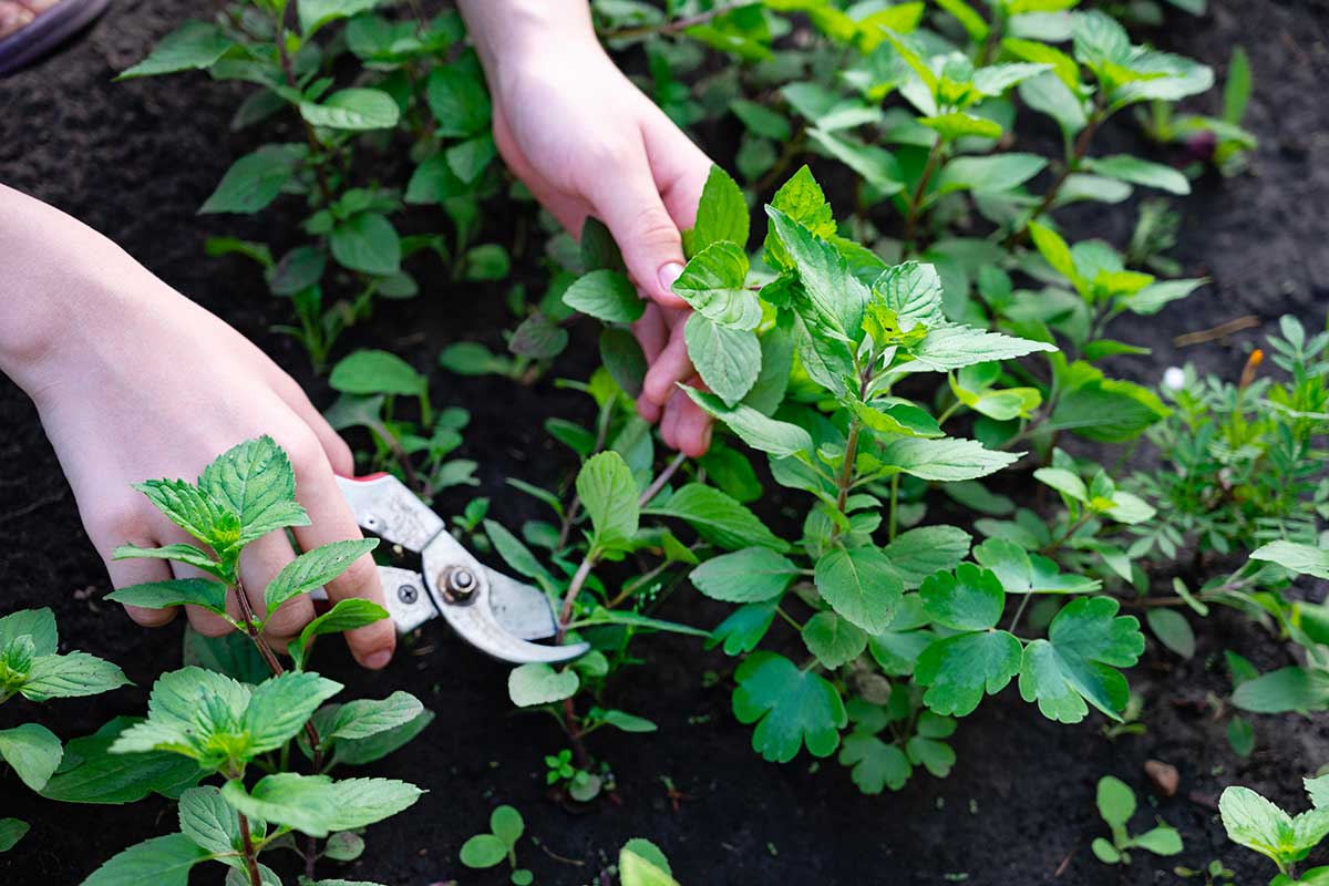 Errori di potatura sulle erbe aromatiche: come evitarli a novembre