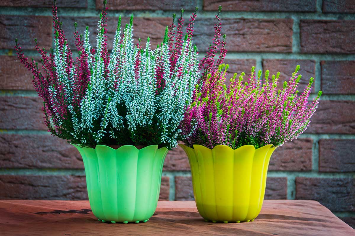 eriche in vaso sul balcone