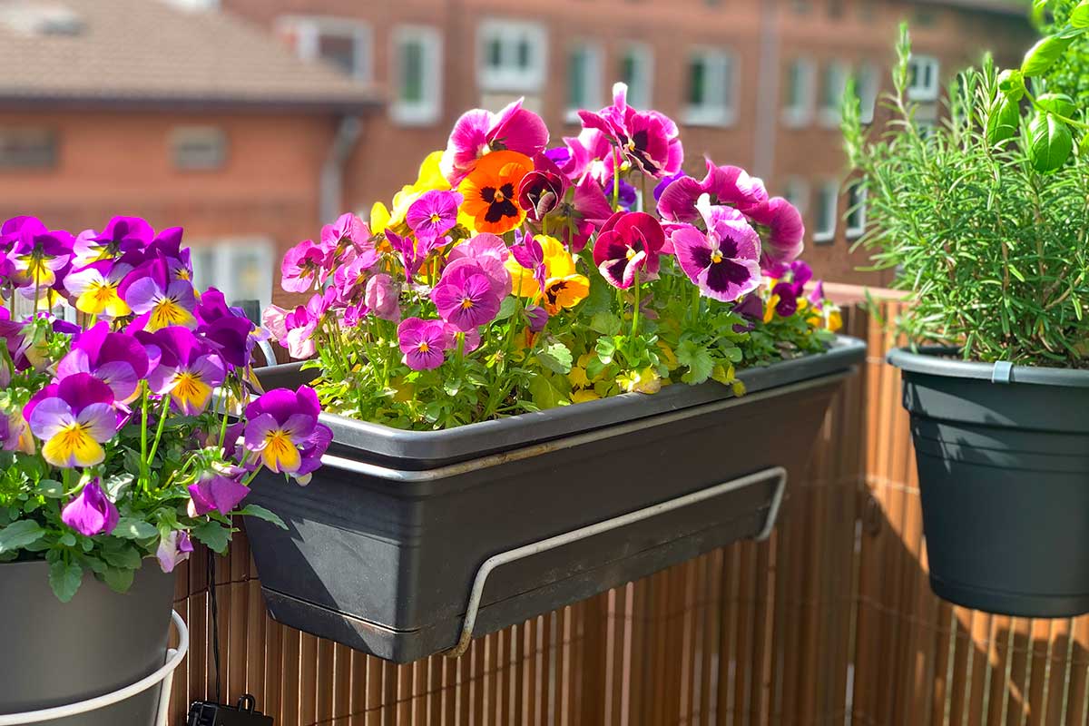 Balconi a nord o a sud? I fiori giusti per una fioritura fino a dicembre