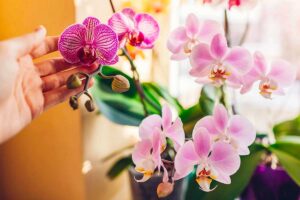 Orchidee in inverno: il trucco dei vivaisti per farle rifiorire dopo la pausa