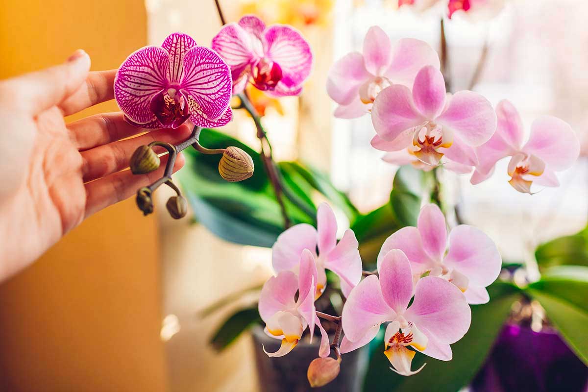 Orchidee in inverno: il trucco dei vivaisti per farle rifiorire dopo la pausa
