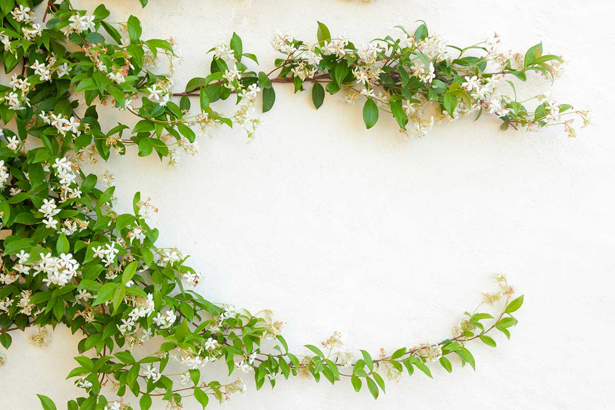 Gelsomino d’inverno: la pianta luminosa che accende i muri a dicembre