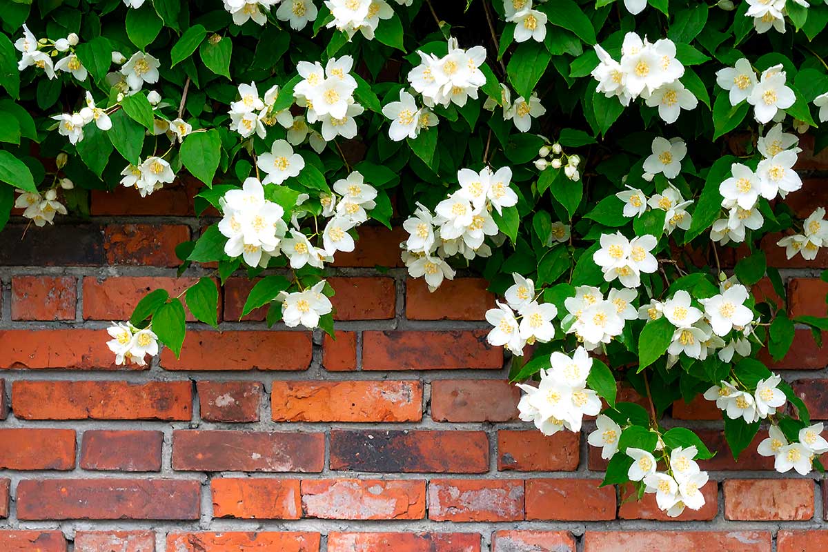 Gelsomino rampicato su un muro di mattoni rossi