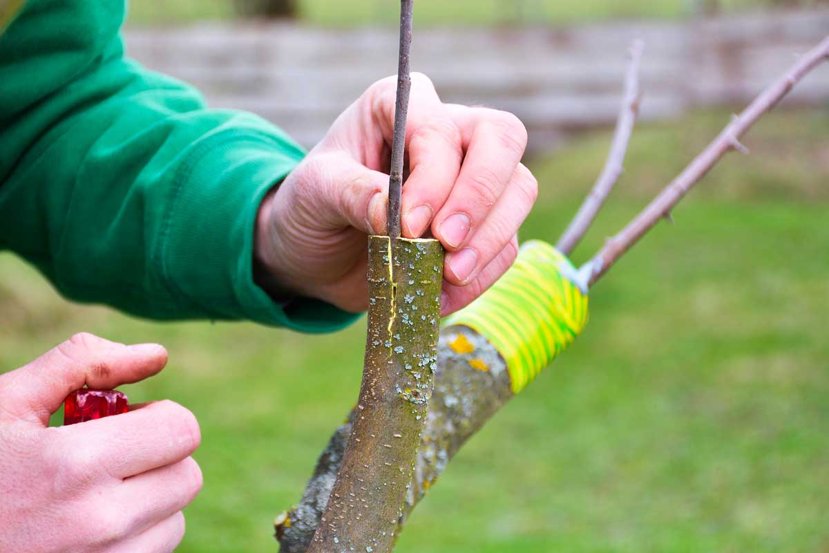 innesto di una pianta da frutto