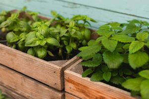 Menta e basilico a fine stagione: i tagli giusti per farli rinascere in primavera