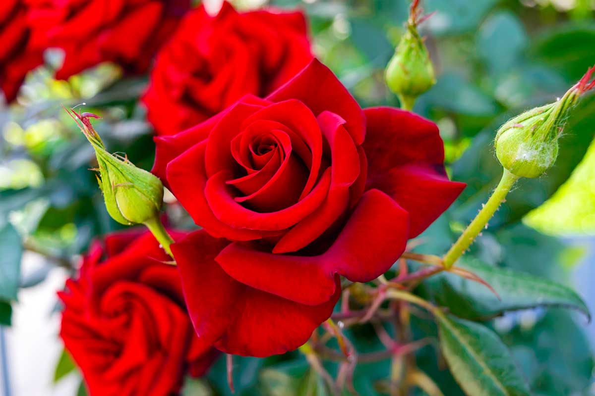 Belle rose rosse in giardino.