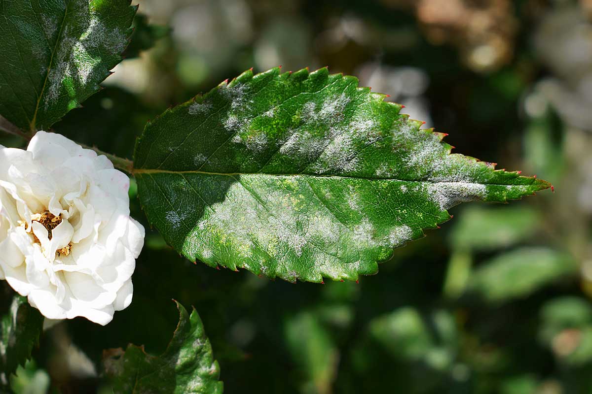 Oidio sulle rose, rimedi naturali