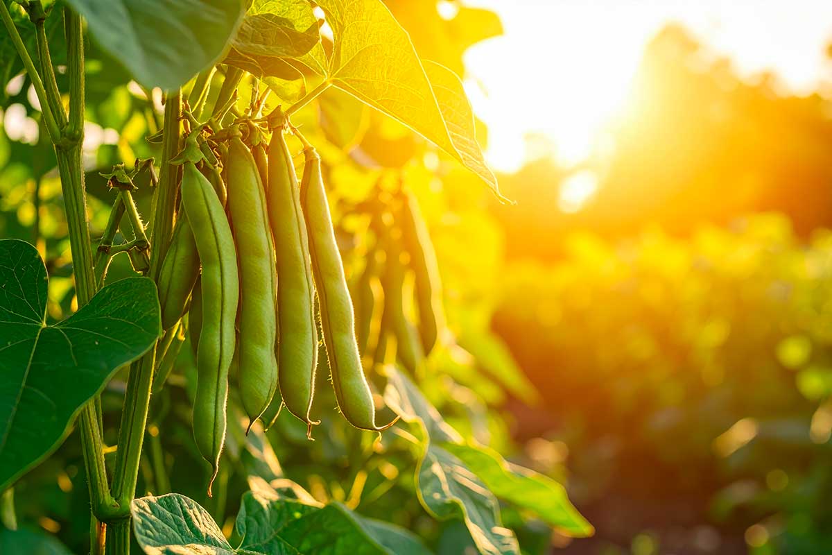 L’orto che non dorme mai: cosa coltivare tra novembre e gennaio