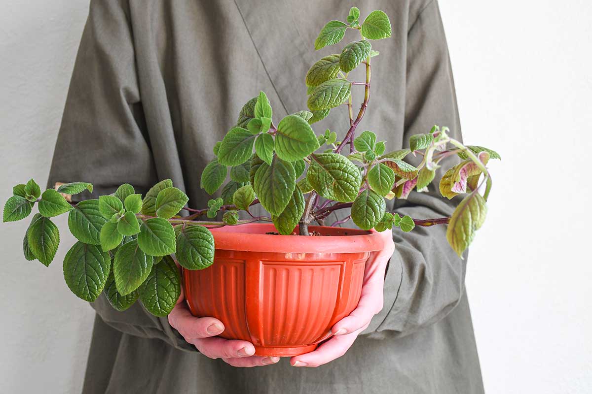 Pianta dell’incenso in vaso in mano ad una donna