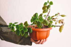 Pianta dell’incenso: come coltivarla in inverno per mantenere vivo il suo profumo morbido