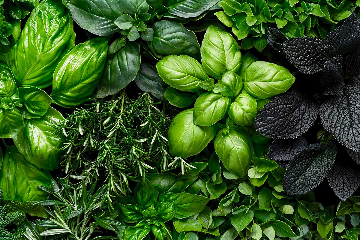 Le piante aromatiche che puoi ancora piantare adesso: resistono al freddo e profumano tutto l’inverno