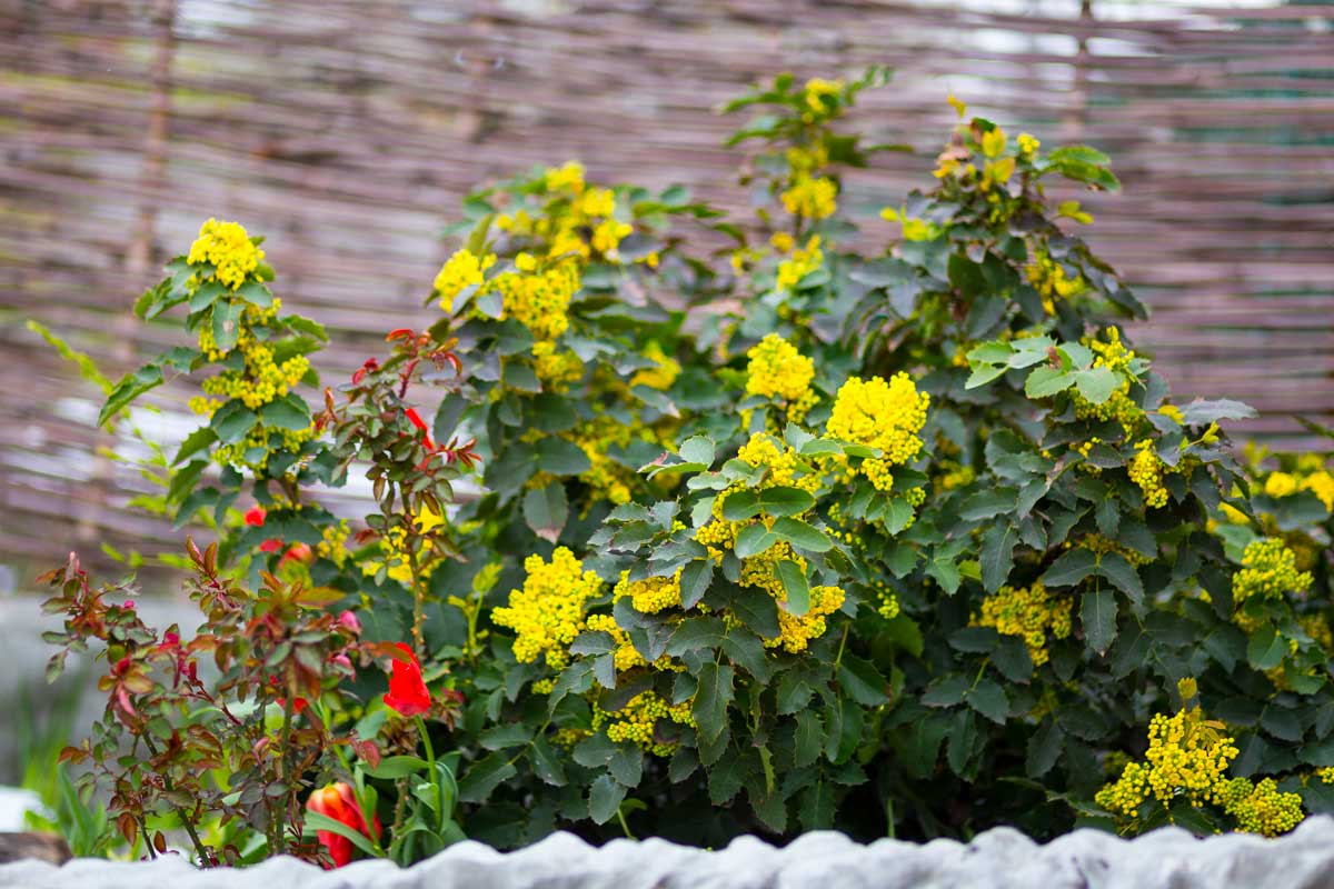 Mahonia, pianta resistente al freddo