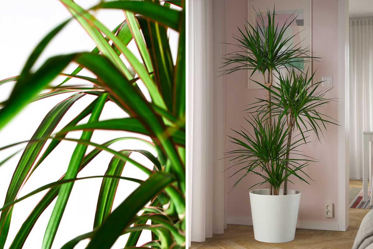 Dracaena Marginata da IKEA
