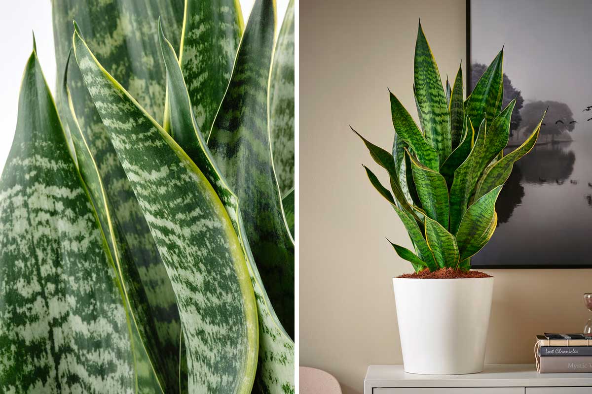 Sansevieria purifica l'aria, disponibile da IKEA