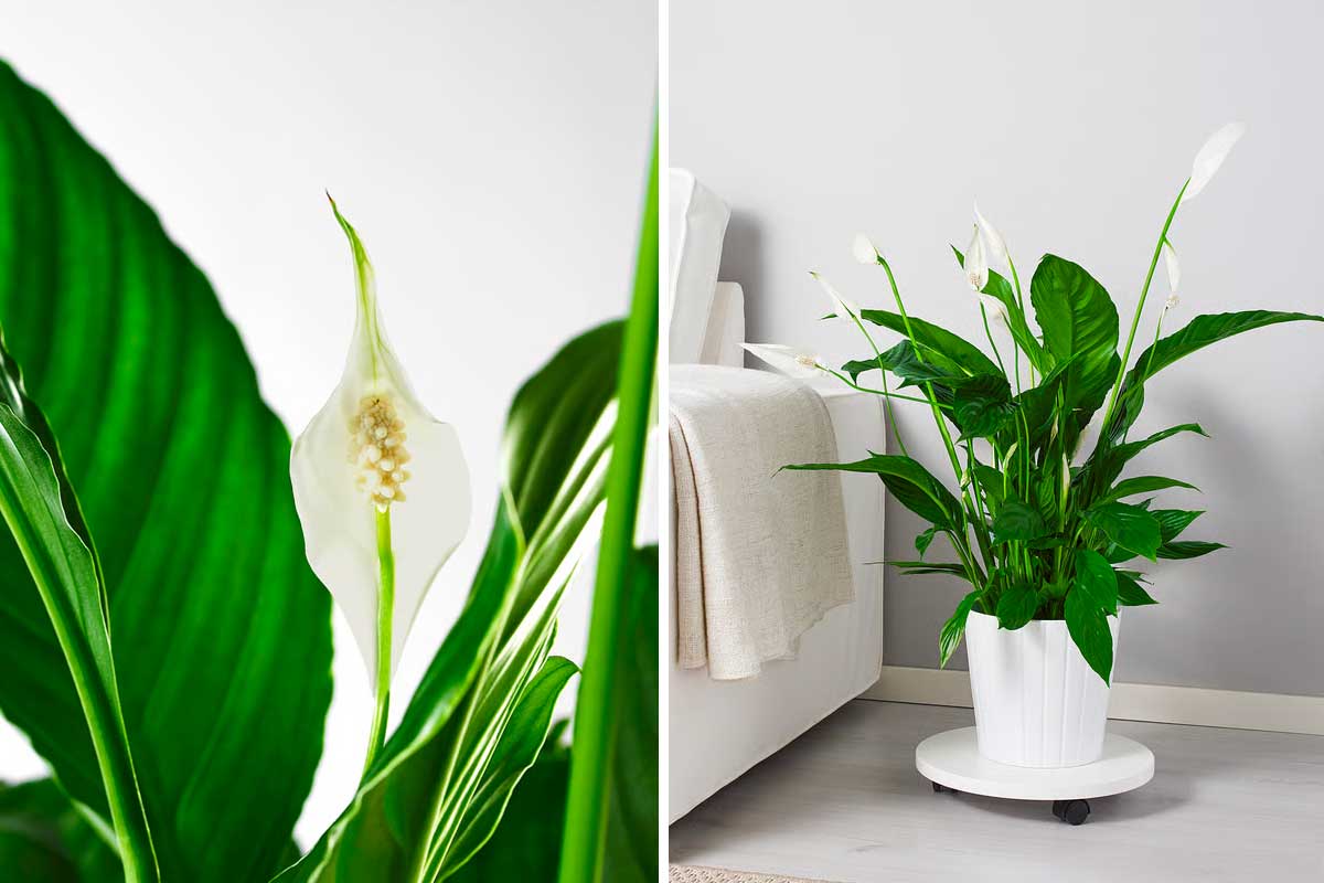 Spathiphyllum da IKEA