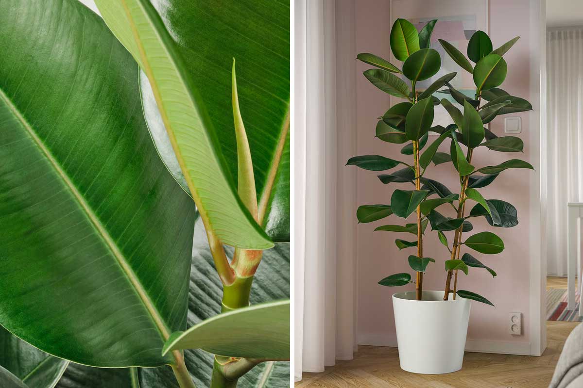 Ficus Elastica da IKEA ideale per decorare e purificare l'aria in casa