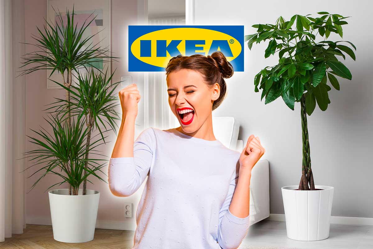 5 piante da appartamento IKEA che purificano l’aria
