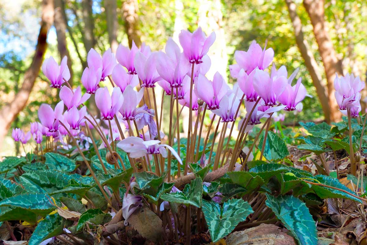 Ciclamini napoletani messi a dimora in autunno