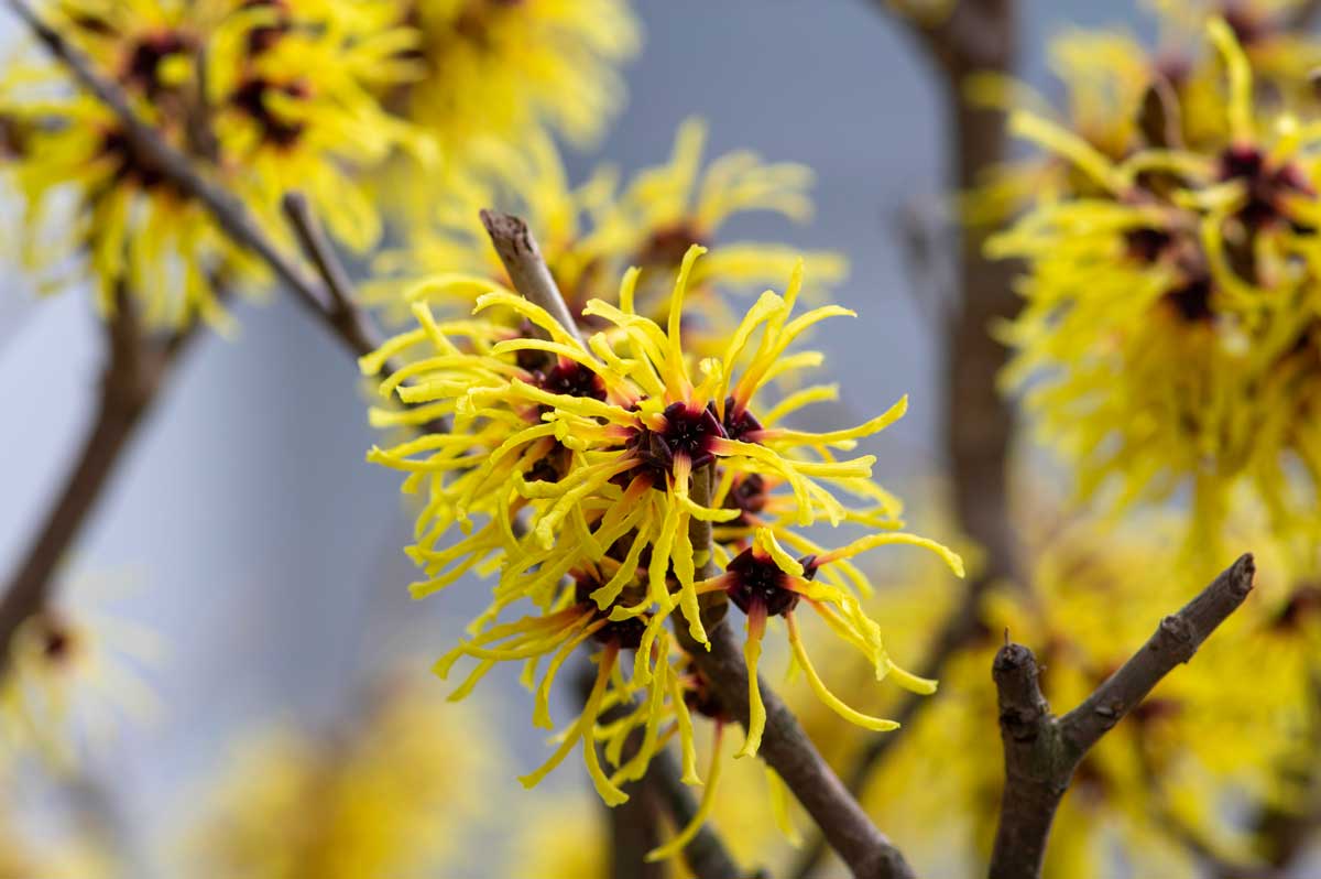 Hamamelis
