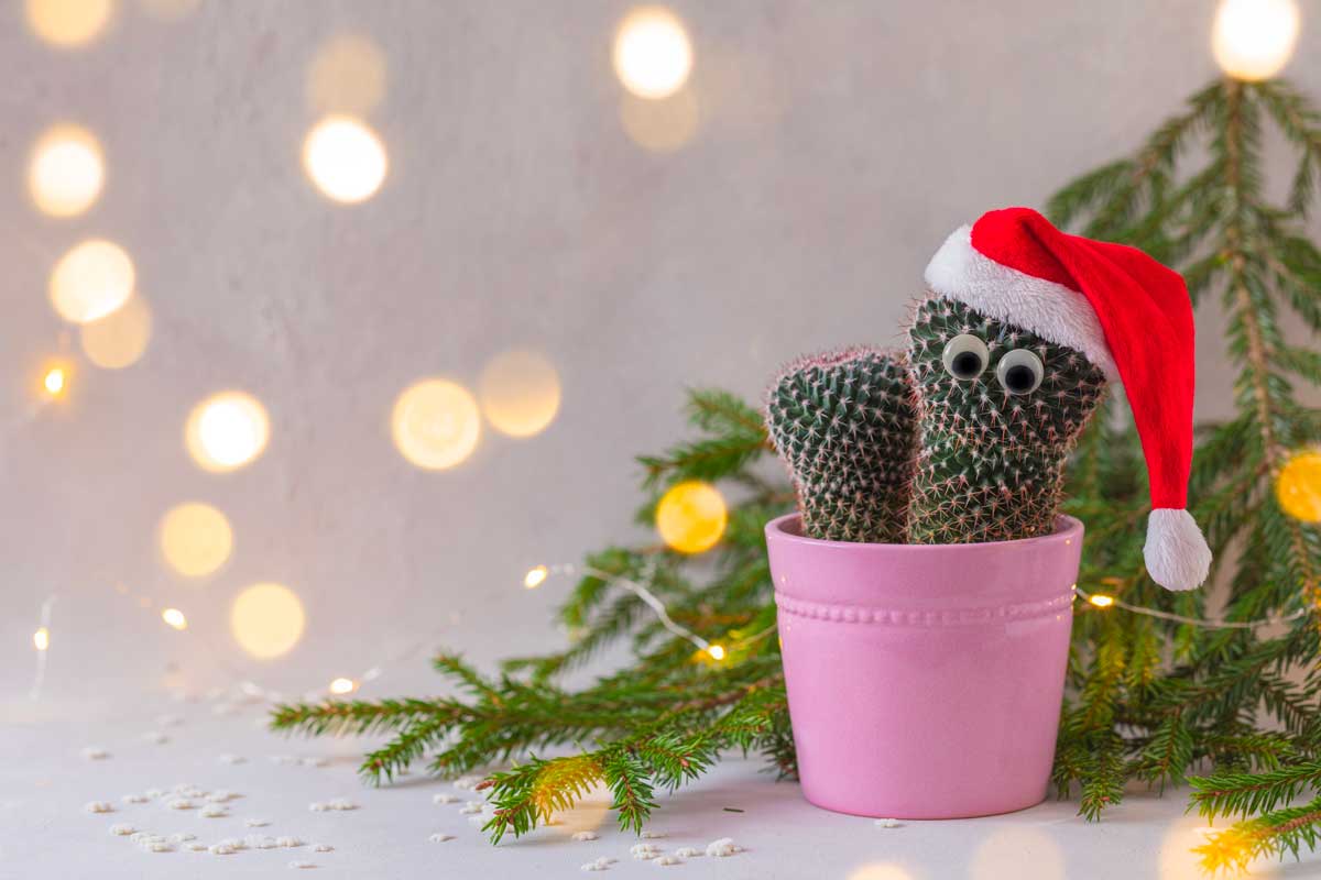 Piccolo cactus con un cappello di natale in un vaso rosa