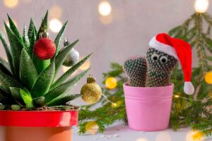 Mini piante grasse natalizie: ispirazioni per creare decorazioni particolari per le feste