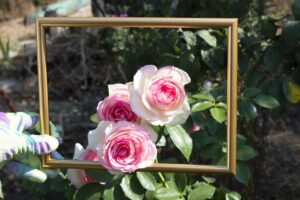 Pierre de Ronsard: la storia sensoriale della rosa più bella al mondo