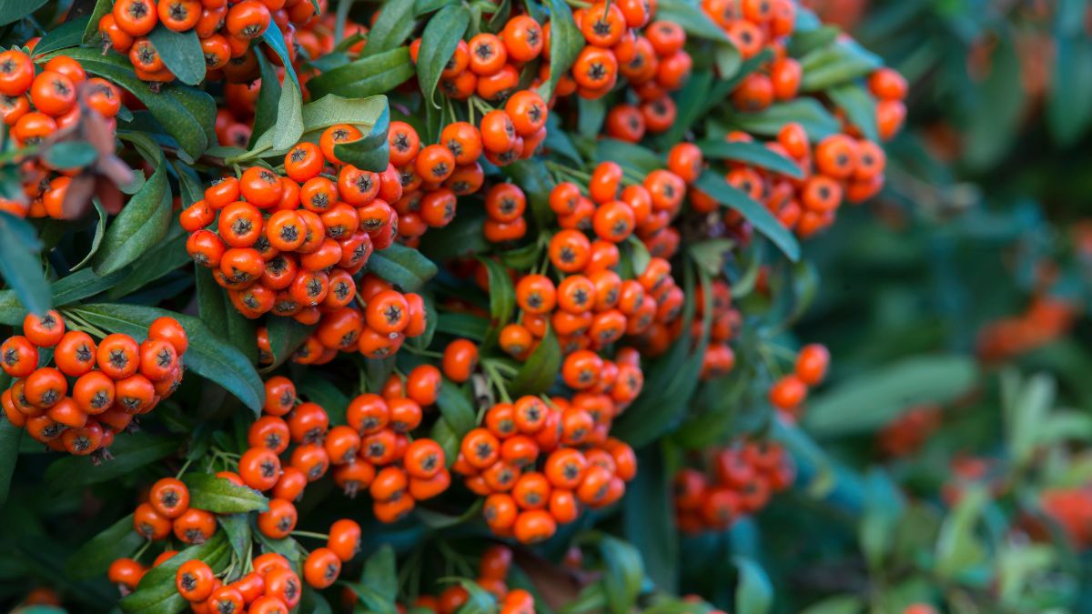 Piracanta sempreverde con rami spinosi