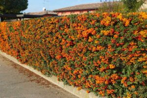 Piracanta: la siepe spinosa che protegge la casa e illumina il giardino in inverno
