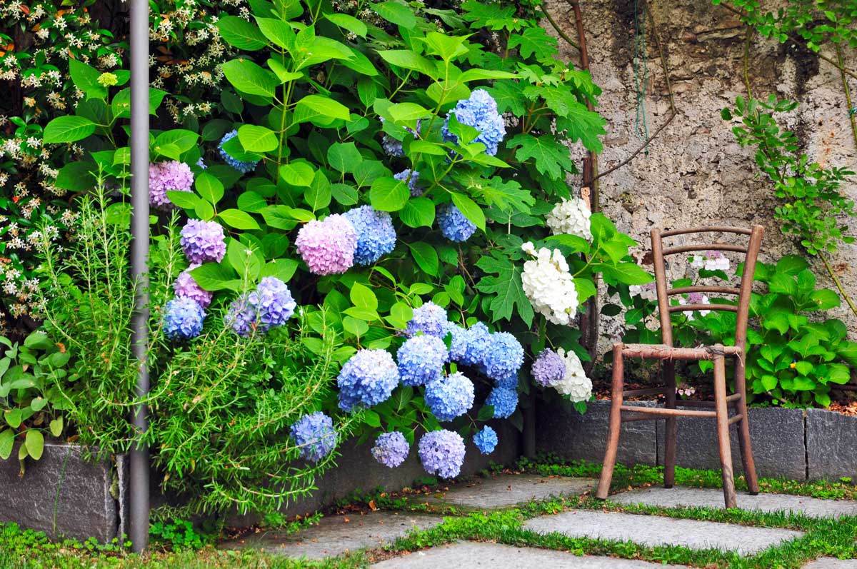Bellissimo cespuglio di ortensie