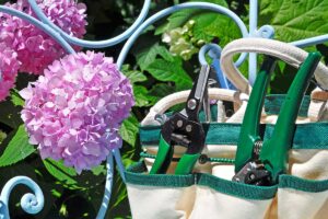 Quando potare le ortensie in autunno